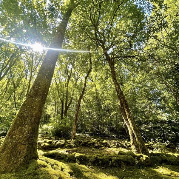 foret village enchanteur