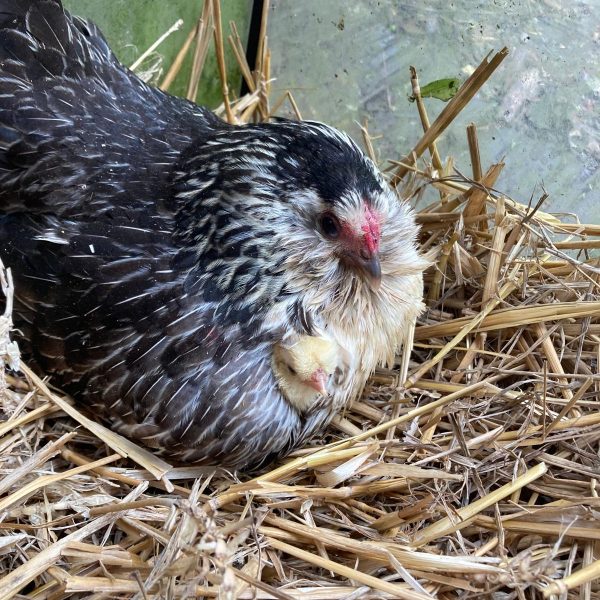 c7e01742-ec99-49f0-b9d0-224036ebe6f7